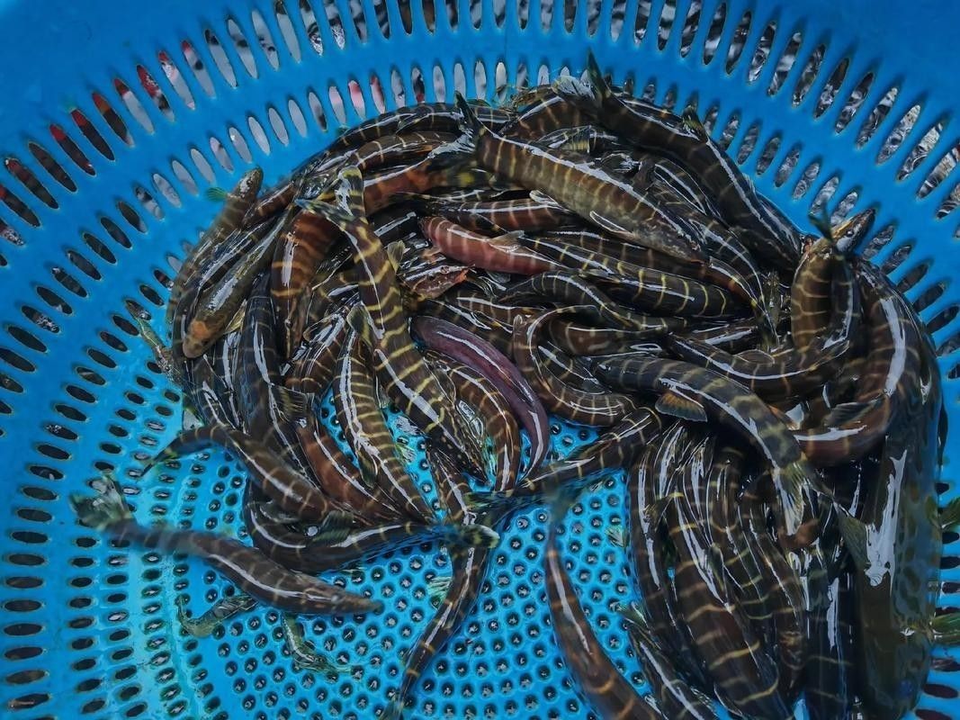 龍丁魚真實圖片（重慶男子撈到大量“穿金妹”） 龍丁魚真實圖片（重慶男子撈到大量“穿金妹”） 觀賞魚百科 第2張