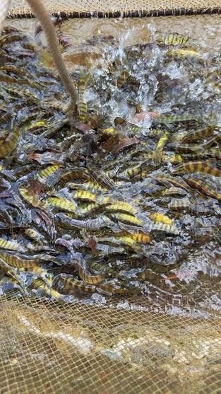 龍丁魚真實圖片（重慶男子撈到大量“穿金妹”） 龍丁魚真實圖片（重慶男子撈到大量“穿金妹”） 觀賞魚百科 第5張