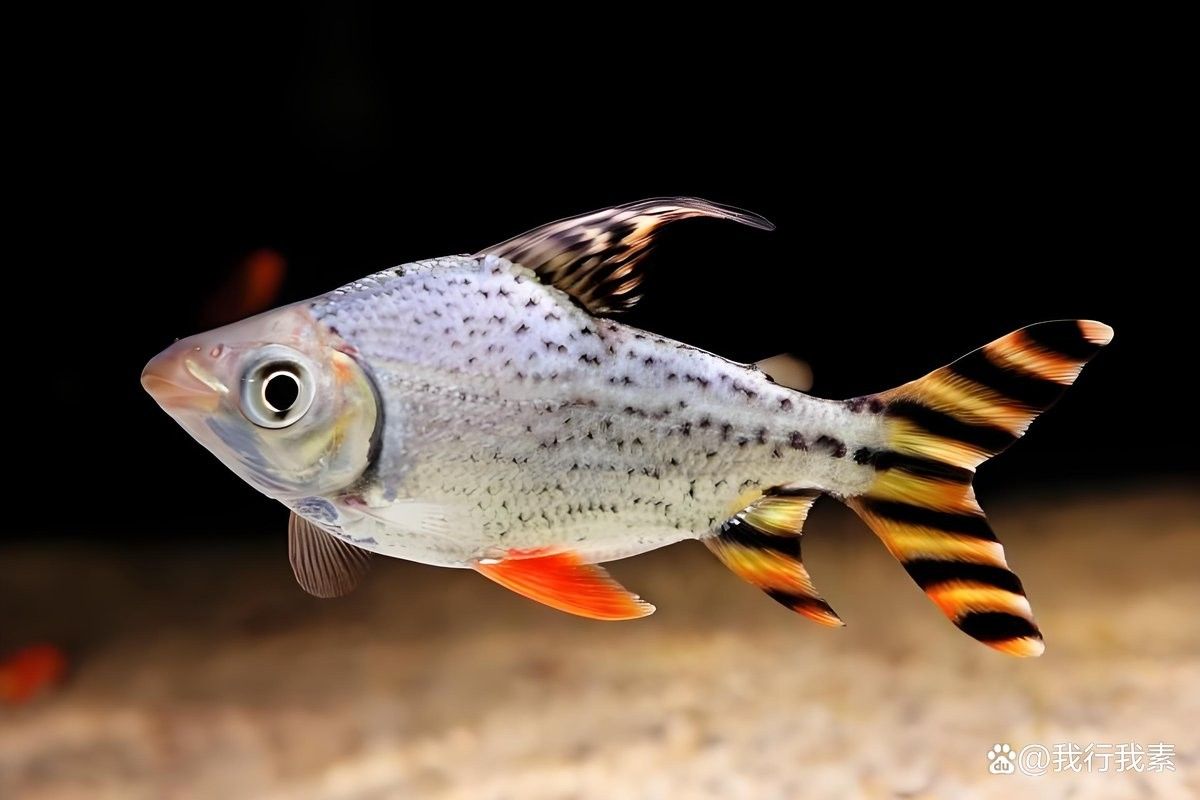 飛鳳魚有哪些品種（飛鳳魚的飼養指南與注意事項）