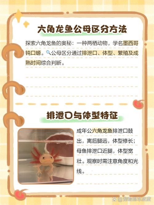 如何區(qū)分六角龍魚(yú)的公母？