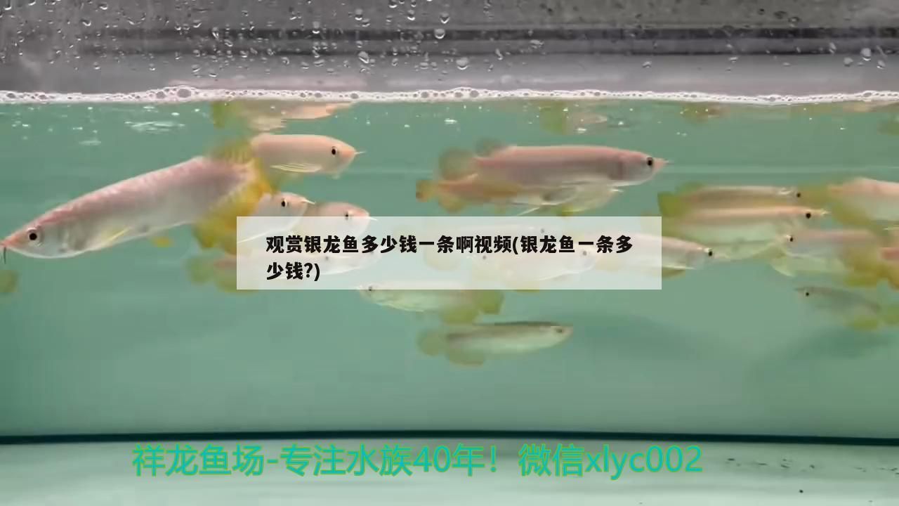 附近賣觀賞魚的地方<strong><mark>承德</mark></strong>有沒有賣(附近賣觀賞魚的地方<strong><mark>承德</mark></strong>有沒有賣的)
