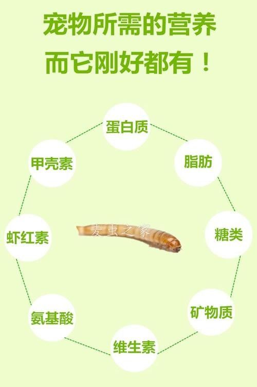 大麥蟲的飼養(yǎng)環(huán)境要求（大麥蟲的飼養(yǎng)和繁殖技術）