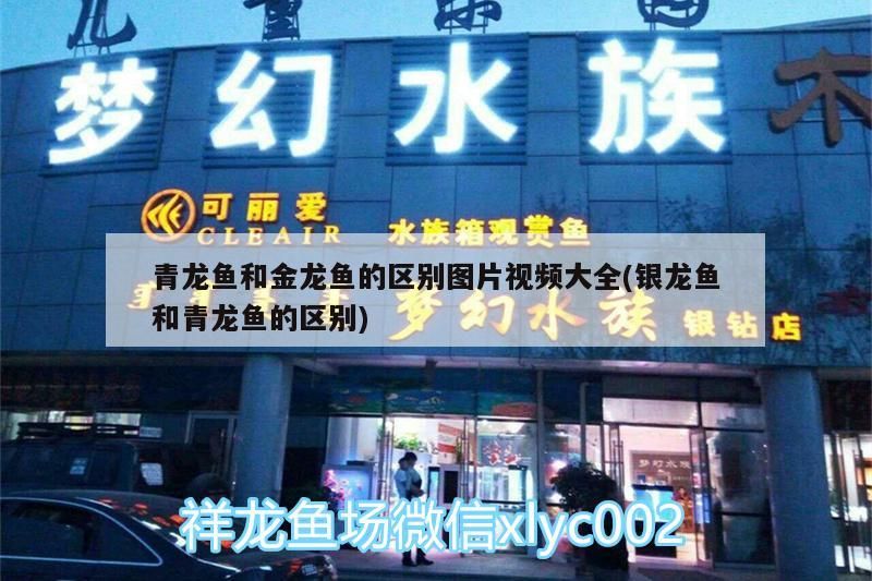 青龍魚和金龍魚的區別圖片視頻大全(銀龍魚和青龍魚的區別)（青龍魚和金龍魚有什么區別） 青龍魚和金龍魚的區別圖片視頻大全(銀龍魚和青龍魚的區別)（青龍魚和金龍魚有什么區別） 觀賞魚百科
