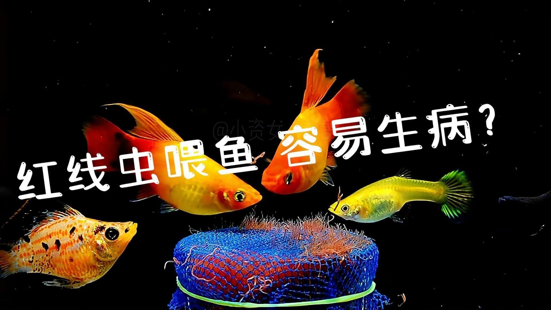 如何消毒紅蟲和泥鰍？（養魚小知識:紅線蟲怎么消毒） 如何消毒紅蟲和泥鰍？（養魚小知識:紅線蟲怎么消毒） 龍魚百科 第2張