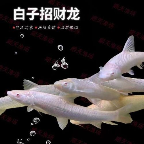 白子招財(cái)龍魚價(jià)格是多少（白子招財(cái)龍魚價(jià)格波動(dòng)大嗎白子招財(cái)龍魚價(jià)格波動(dòng)大嗎）