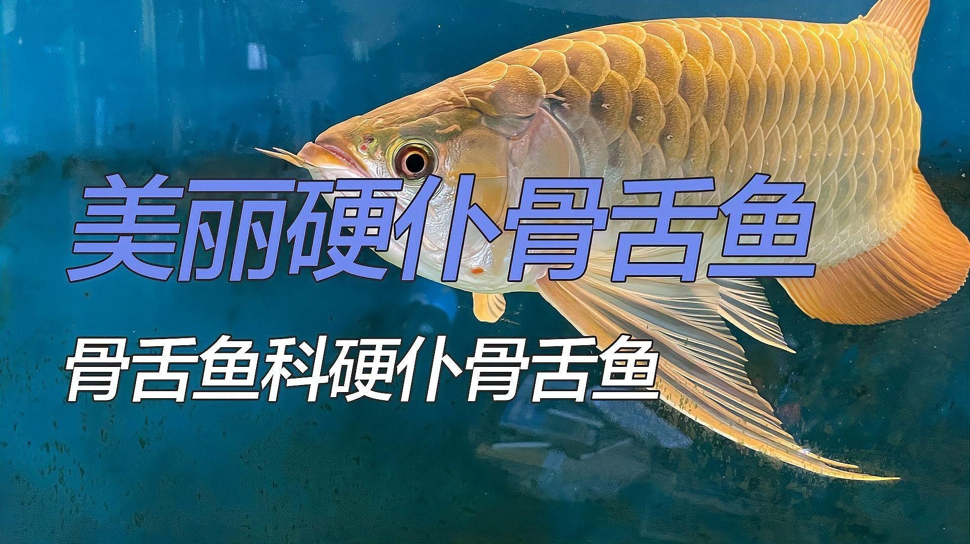 哪種龍魚最適合新手（哪種龍魚適合新手）