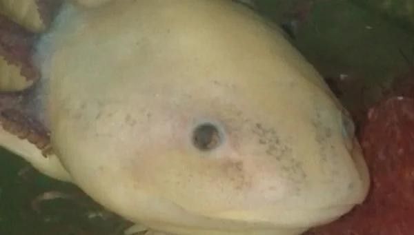 六角恐龍魚水霉病會(huì)自愈嗎？（六角恐龍魚身上有白色絮狀物怎么辦）