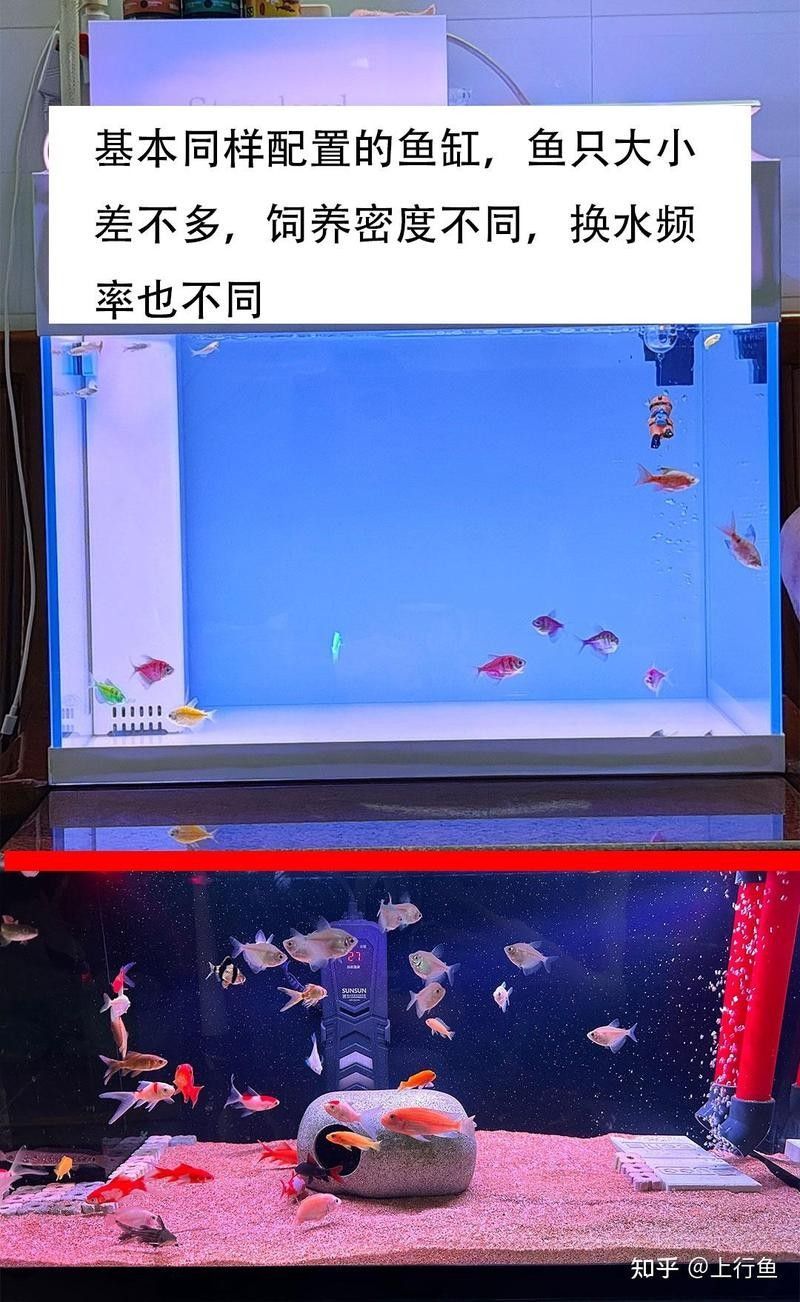 白玉龍魚多久換一次水？（白玉龍魚多久換一次水） 白玉龍魚多久換一次水？（白玉龍魚多久換一次水） 龍魚百科 第8張