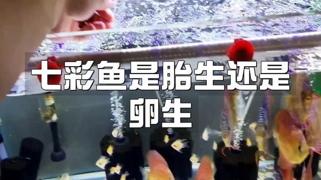如何設置七彩龍魚的繁殖缸？（如何設置七彩龍魚的繁殖缸，七彩神仙魚的繁殖技巧和注意事項）
