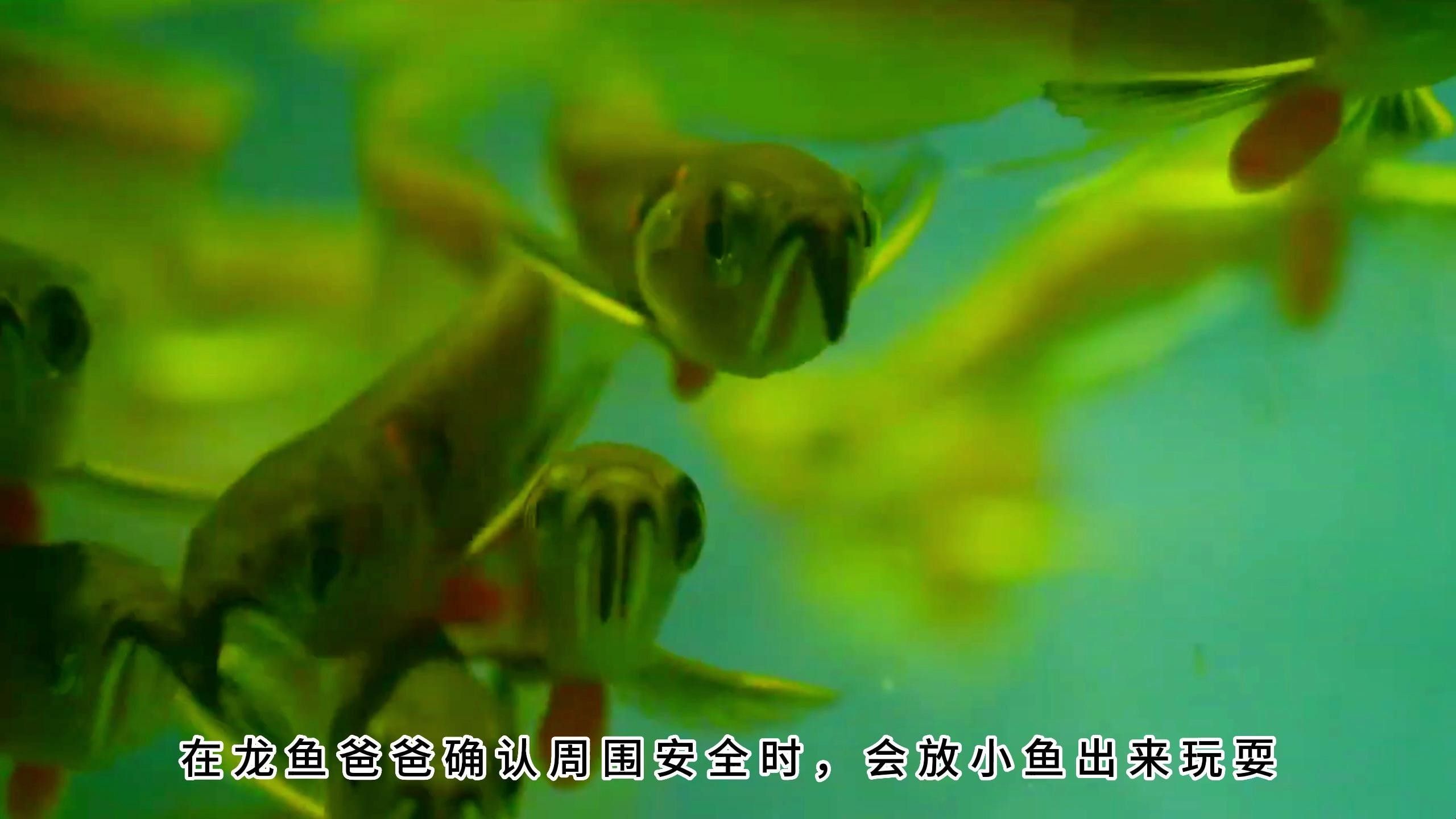 如何設置七彩龍魚的繁殖缸？（如何設置七彩龍魚的繁殖缸，七彩神仙魚的繁殖技巧和注意事項）