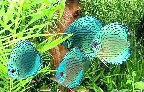 如何設置七彩龍魚的繁殖缸？（如何設置七彩龍魚的繁殖缸，七彩神仙魚的繁殖技巧和注意事項）