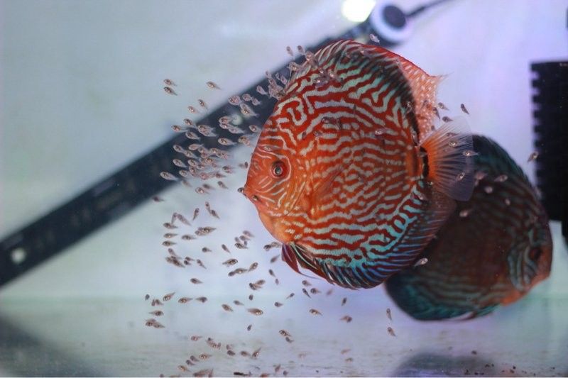 如何設置七彩龍魚的繁殖缸？（如何設置七彩龍魚的繁殖缸，七彩神仙魚的繁殖技巧和注意事項）