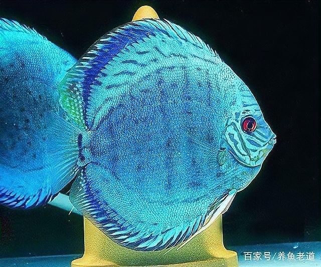 如何設置七彩龍魚的繁殖缸？（如何設置七彩龍魚的繁殖缸，七彩神仙魚的繁殖技巧和注意事項）