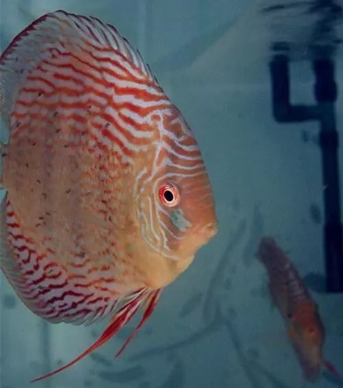 如何設置七彩龍魚的繁殖缸？（如何設置七彩龍魚的繁殖缸，七彩神仙魚的繁殖技巧和注意事項）