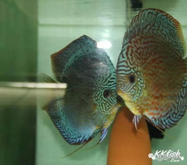 如何設置七彩龍魚的繁殖缸？（如何設置七彩龍魚的繁殖缸，七彩神仙魚的繁殖技巧和注意事項）