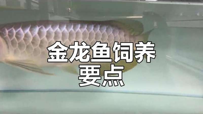 哪里可以觀看金龍魚養(yǎng)殖專題（金龍魚養(yǎng)殖專題的觀看途徑）
