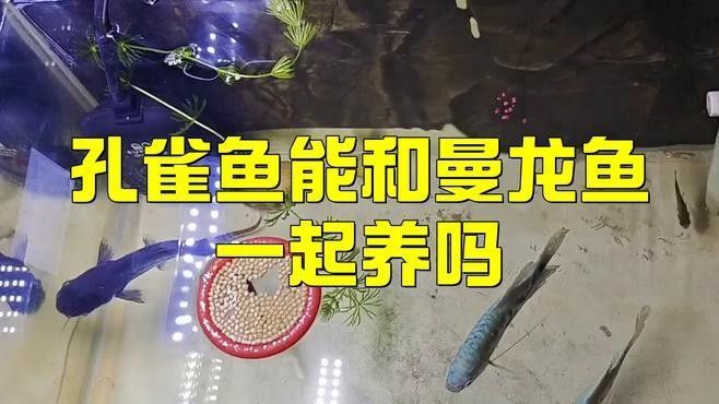 曼龍魚和孔雀魚混養需要多久適應？（「養魚必看」曼龍魚混養全攻略）