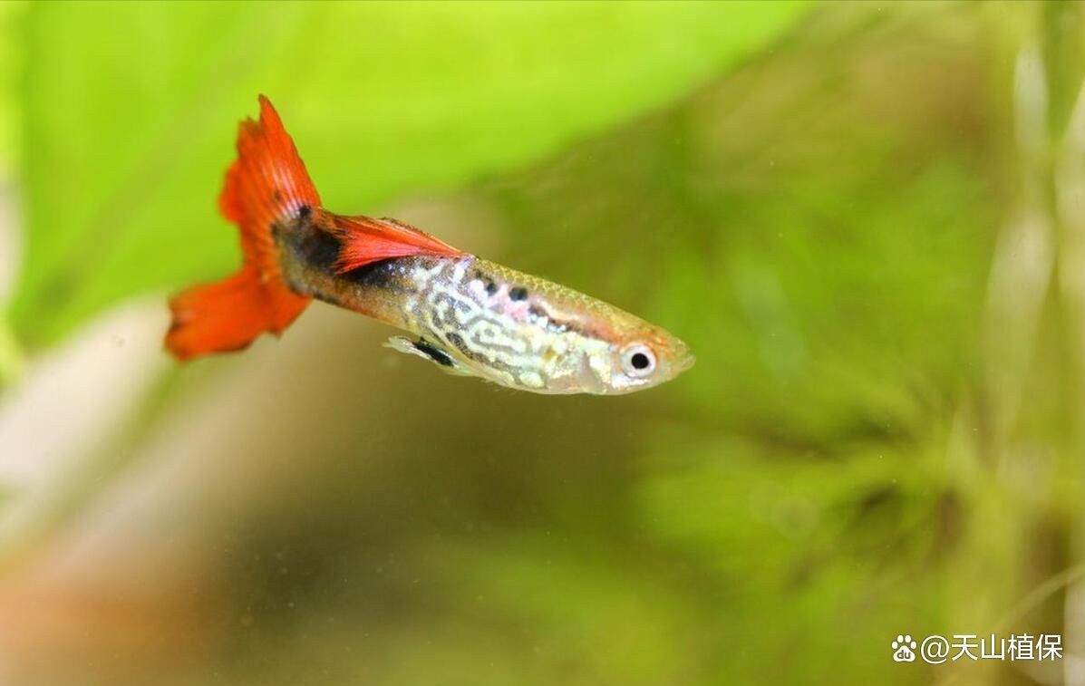 曼龍魚和孔雀魚混養需要多久適應？（「養魚必看」曼龍魚混養全攻略）