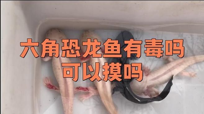 六角恐龍魚咬傷后如何處理 六角恐龍魚咬傷后如何處理 龍魚百科 第2張