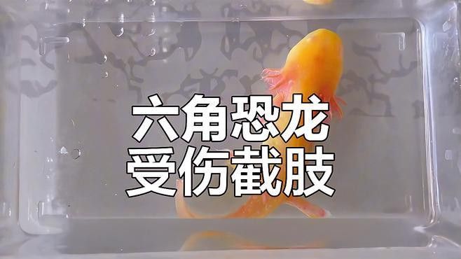 六角恐龍魚咬傷后如何處理 六角恐龍魚咬傷后如何處理 龍魚百科 第1張