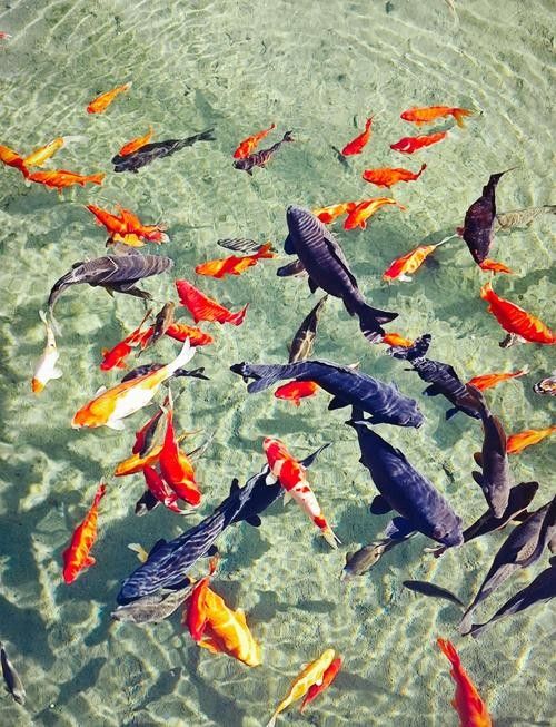 濟南龍魚價格范圍（20-30公分龍魚飼養技巧與注意事項）