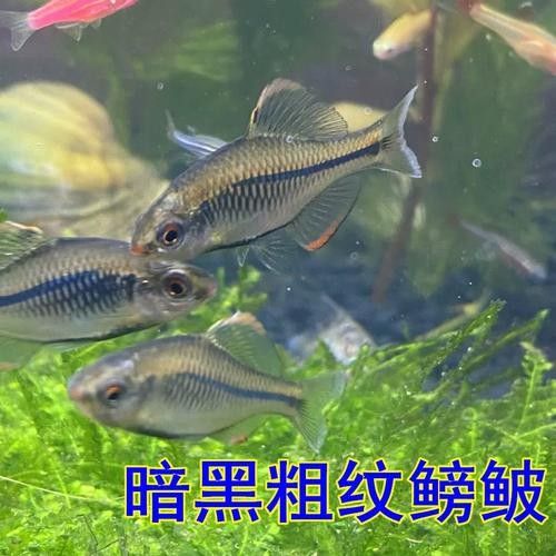 濟南龍魚價格范圍（20-30公分龍魚飼養技巧與注意事項）