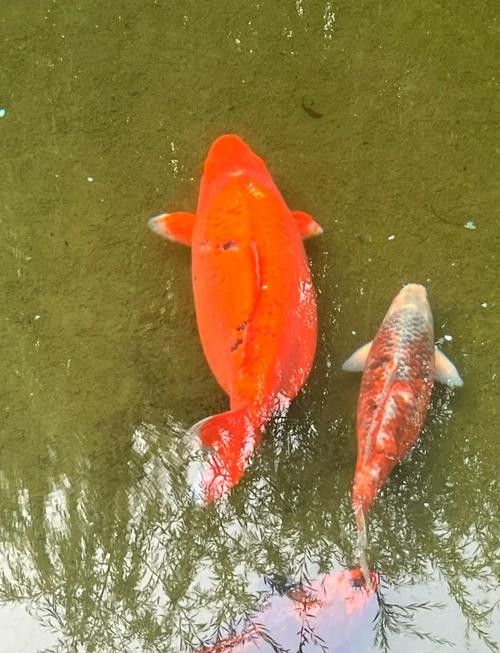 濟南龍魚價格范圍（20-30公分龍魚飼養技巧與注意事項）