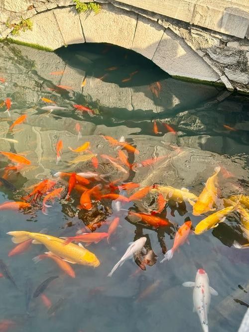 濟南龍魚價格范圍（20-30公分龍魚飼養技巧與注意事項）