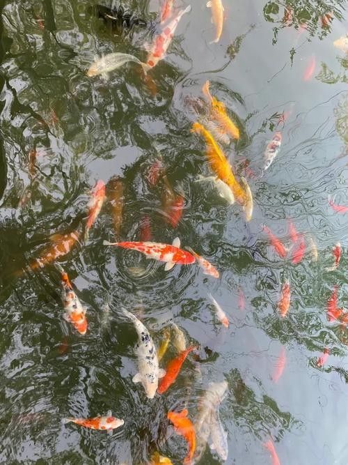 濟南龍魚價格范圍（20-30公分龍魚飼養技巧與注意事項）