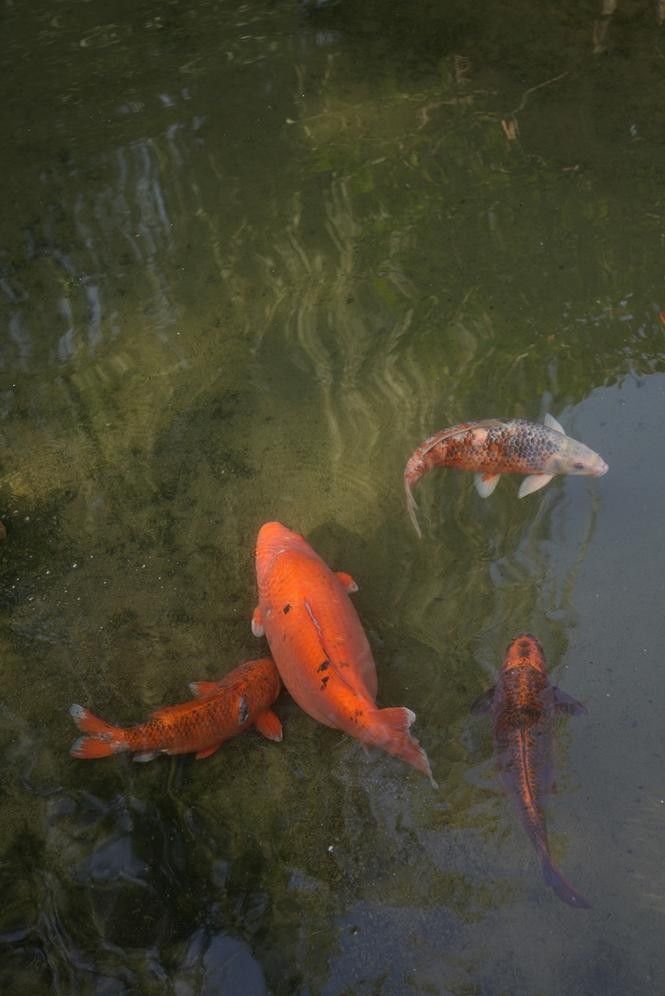濟南龍魚價格范圍（20-30公分龍魚飼養技巧與注意事項）