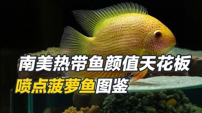 噴點(diǎn)菠蘿魚(yú)長(zhǎng)的快嗎（噴點(diǎn)菠蘿魚(yú)的生長(zhǎng)速度）