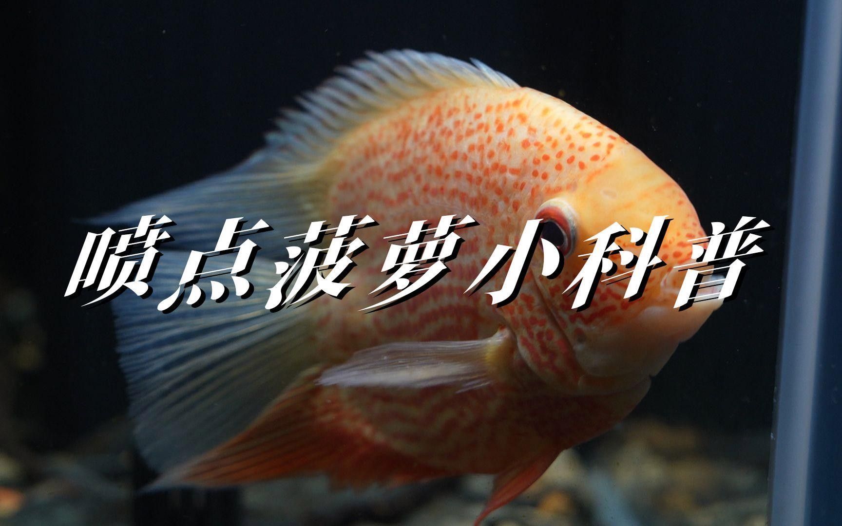 噴點(diǎn)菠蘿魚(yú)長(zhǎng)的快嗎（噴點(diǎn)菠蘿魚(yú)的生長(zhǎng)速度）