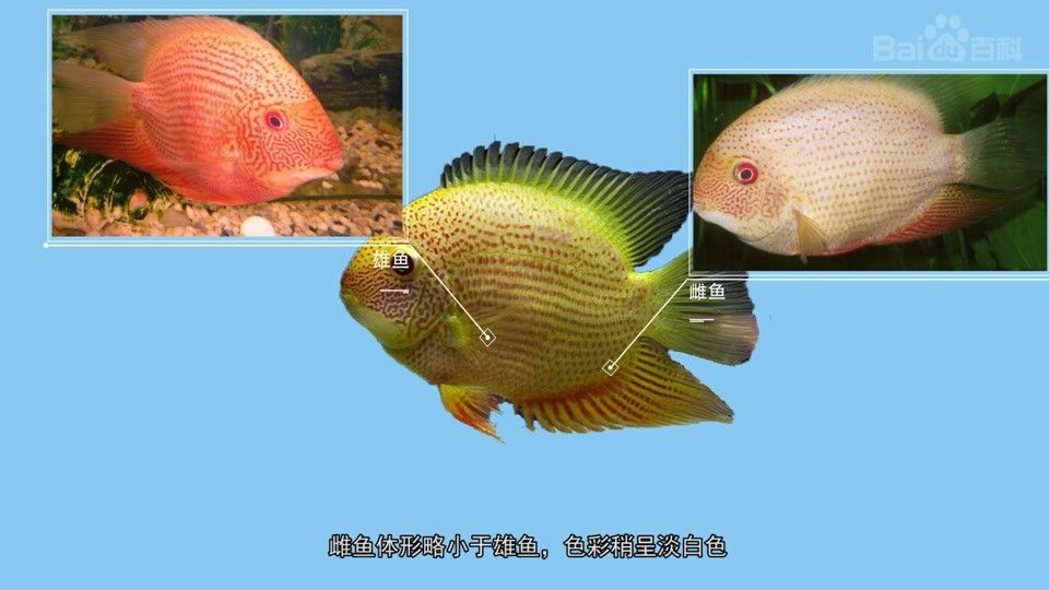 噴點(diǎn)菠蘿魚(yú)長(zhǎng)的快嗎（噴點(diǎn)菠蘿魚(yú)的生長(zhǎng)速度）