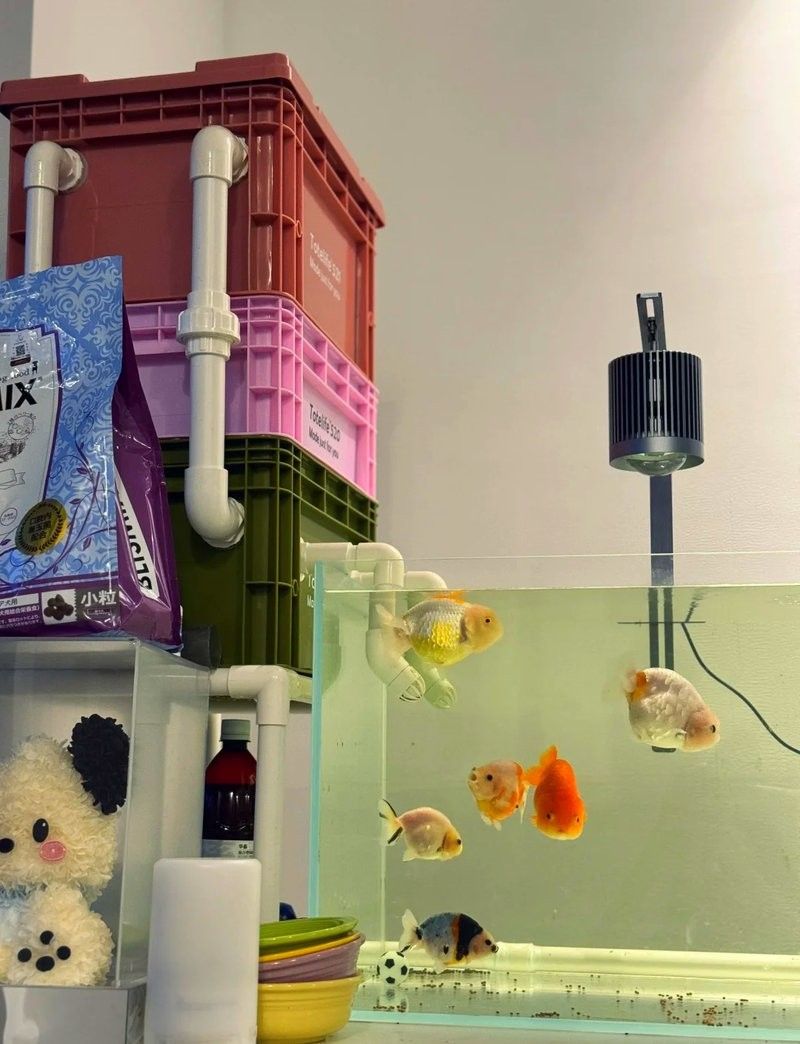 蘭壽需要多大的活動空間（蘭壽金魚的飼養要點） 蘭壽需要多大的活動空間（蘭壽金魚的飼養要點） 龍魚百科 第4張