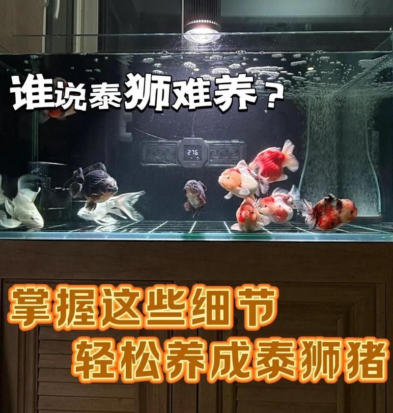 蘭壽需要多大的活動空間（蘭壽金魚的飼養要點） 蘭壽需要多大的活動空間（蘭壽金魚的飼養要點） 龍魚百科 第3張