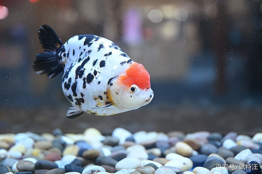 蘭壽需要多大的活動空間（蘭壽金魚的飼養要點） 蘭壽需要多大的活動空間（蘭壽金魚的飼養要點） 龍魚百科 第2張