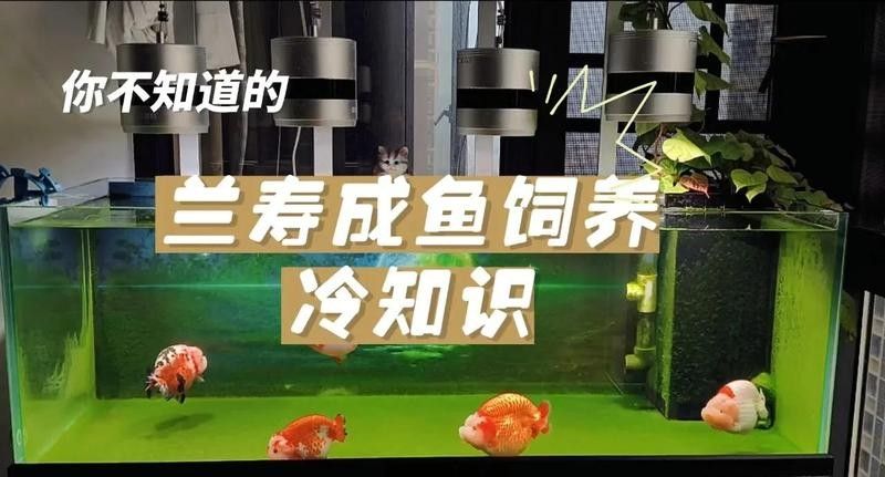 蘭壽需要多大的活動空間（蘭壽金魚的飼養要點） 蘭壽需要多大的活動空間（蘭壽金魚的飼養要點） 龍魚百科 第5張