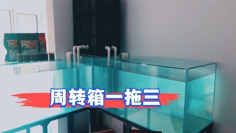 蘭壽需要多大的活動空間（蘭壽金魚的飼養要點） 蘭壽需要多大的活動空間（蘭壽金魚的飼養要點） 龍魚百科 第7張