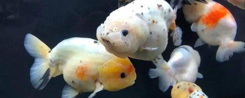 蘭壽需要多大的活動空間（蘭壽金魚的飼養要點） 蘭壽需要多大的活動空間（蘭壽金魚的飼養要點） 龍魚百科 第8張