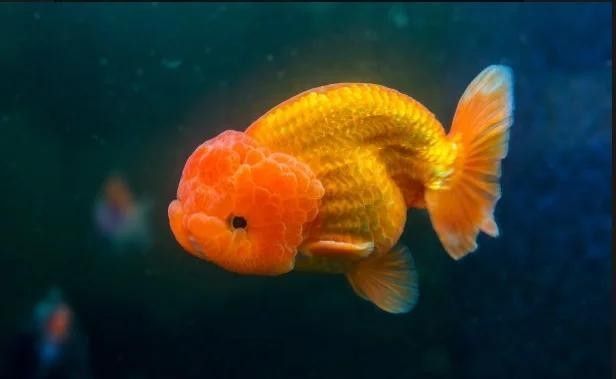 蘭壽需要多大的活動空間（蘭壽金魚的飼養要點） 蘭壽需要多大的活動空間（蘭壽金魚的飼養要點） 龍魚百科 第9張