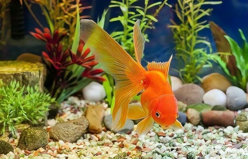 金龍魚缸底砂多久徹底清洗一次（魚缸底砂多久清洗一次）