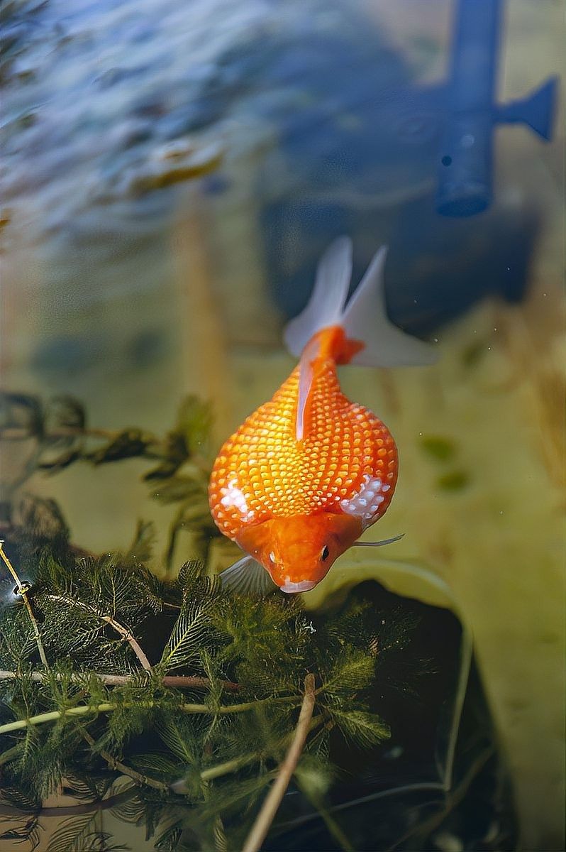 金龍魚缸底砂多久徹底清洗一次（魚缸底砂多久清洗一次）