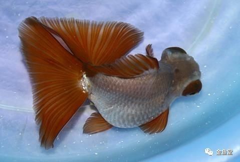 金龍魚繁殖的最佳季節（金龍魚怎么繁殖運富春）