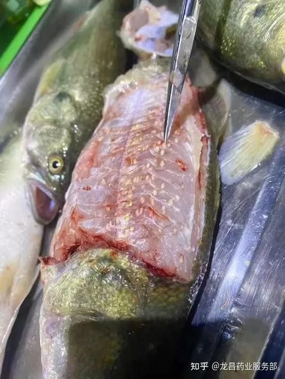 龍魚白膜病復發用什么藥