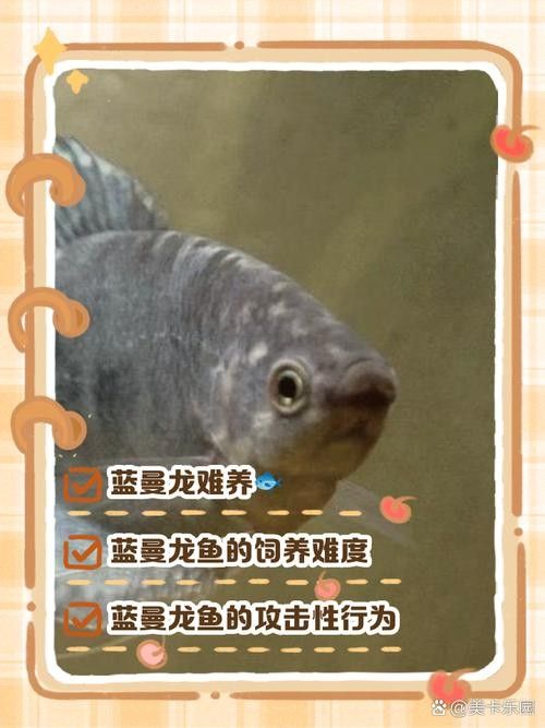 有沒有高清的藍曼龍魚圖片？（富媒體素材庫中的藍曼龍魚）