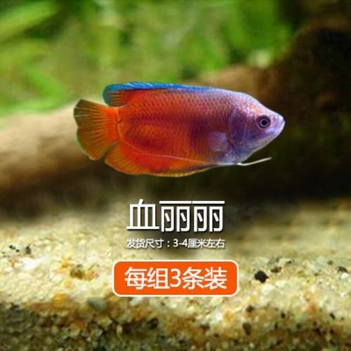 有沒有高清的藍曼龍魚圖片？（富媒體素材庫中的藍曼龍魚）
