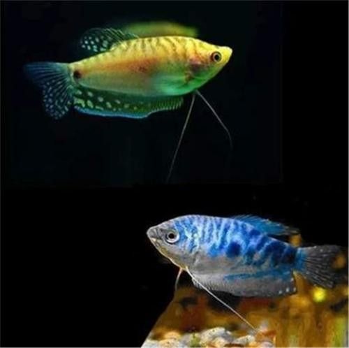 有沒有高清的藍曼龍魚圖片？（富媒體素材庫中的藍曼龍魚）