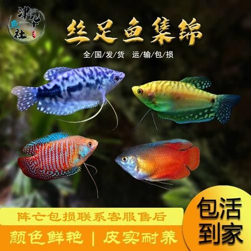 有沒有高清的藍曼龍魚圖片？（富媒體素材庫中的藍曼龍魚）