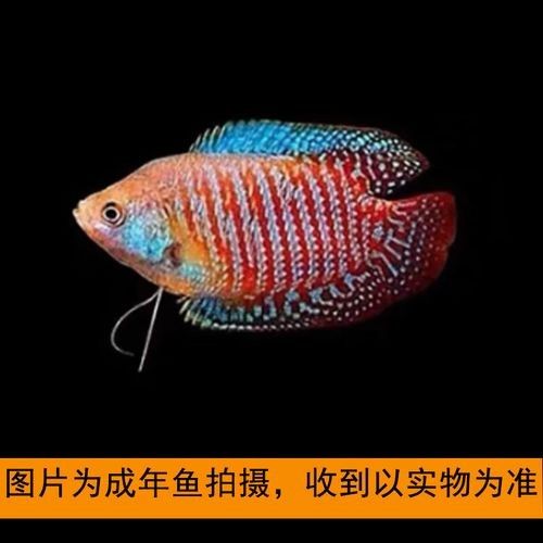 有沒有高清的藍曼龍魚圖片？（富媒體素材庫中的藍曼龍魚）