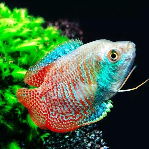 有沒有高清的藍曼龍魚圖片？（富媒體素材庫中的藍曼龍魚）